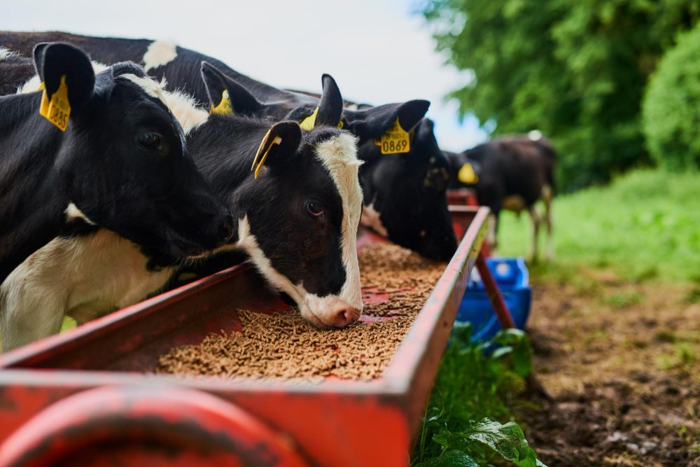 De la fermă la furculiță: Cum garantează nutriția controlată o carne sigură